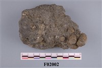 藏品(小型海百合化石)的圖片